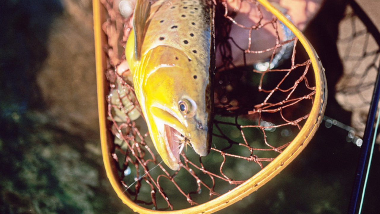 Many rivers to cross of good running water native trout and the remains of wilderness