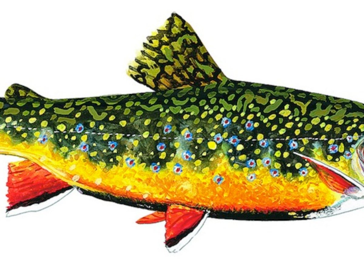 patagonia fish