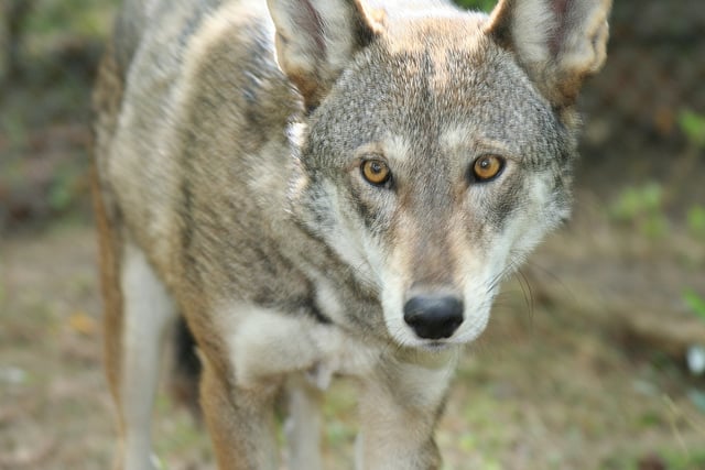 In the Crosshairs: Another Endangered Red Wolf Shot - Go Outside - Blue ...