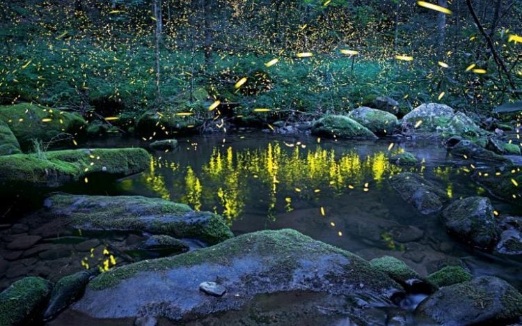 Fireflies in the NC Mountains
