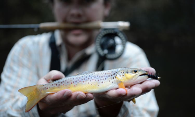 16 Best Places to Fly Fish in North Carolina: MAPS INCLUDED