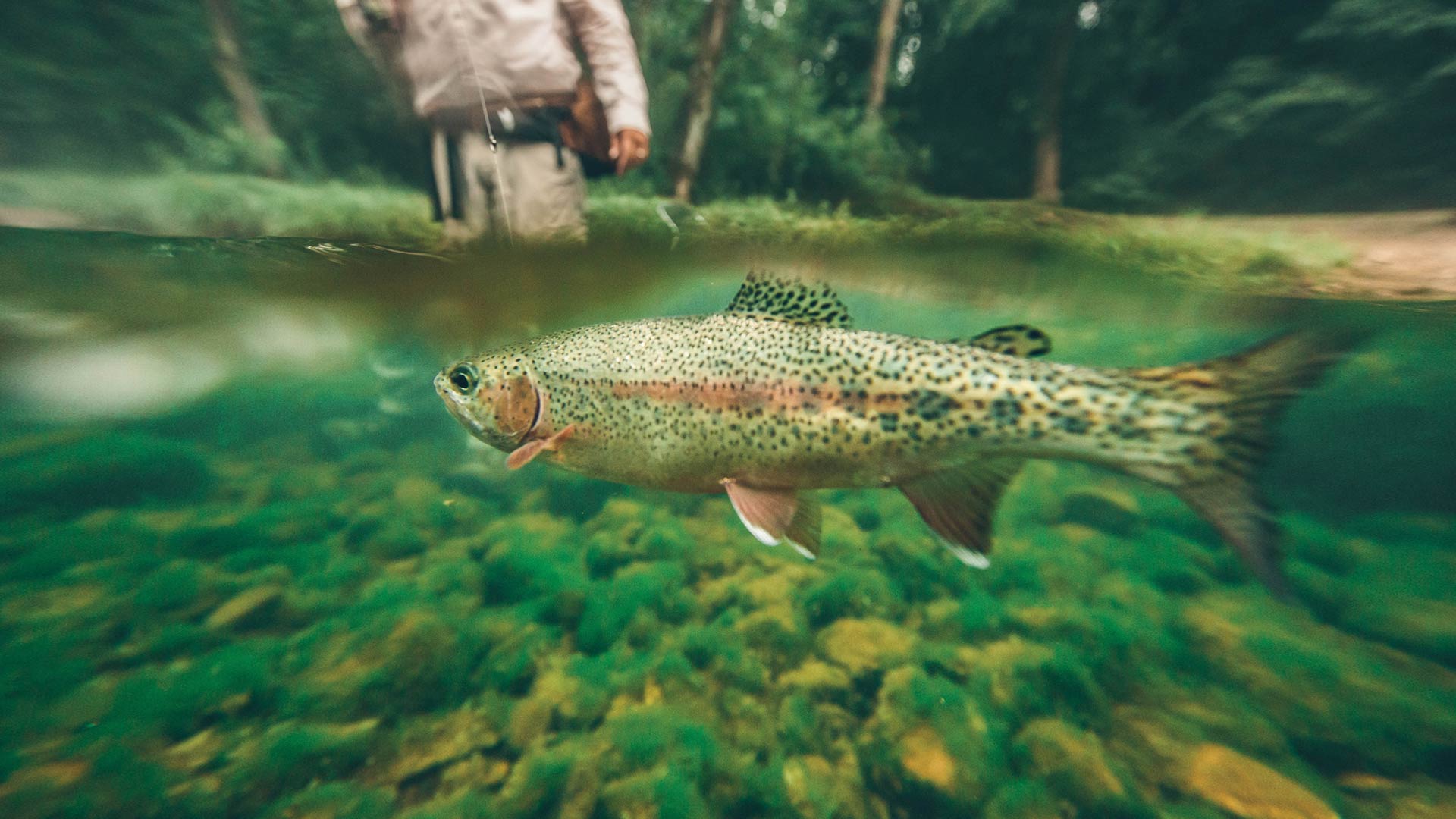 Fly Fishing & The Practice of Law