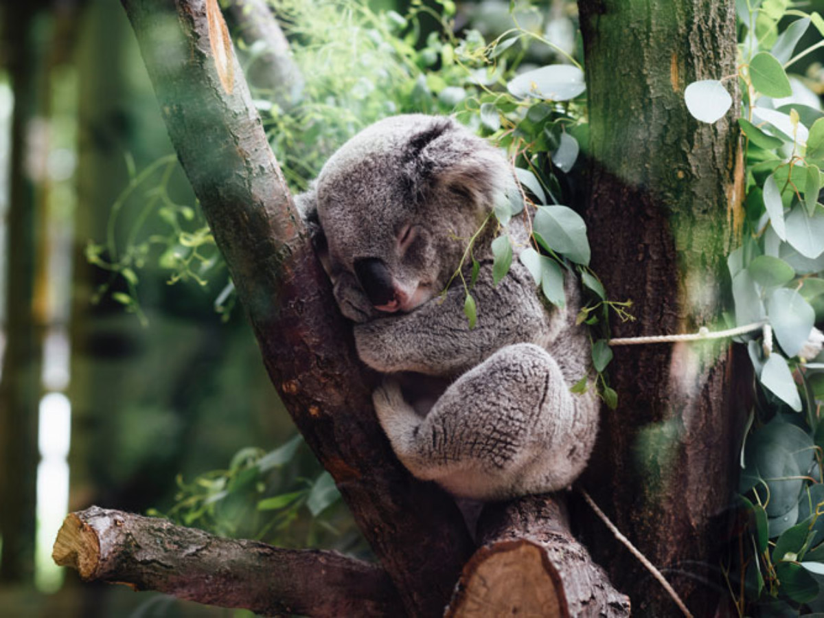 Koalas Have Been Deemed Functionally Extinct