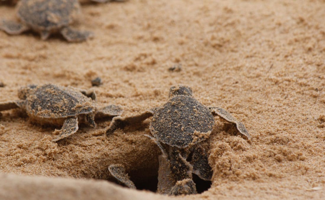 The Nesting Season for Loggerhead Turtles is Here - Newswire - Blue ...