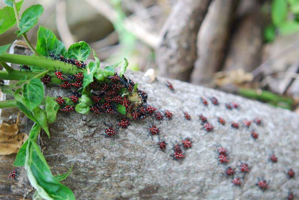 Rainfall Sets Stage For Several Nuisance Pests