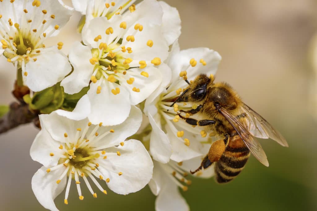 Bee deaths rose last year, so farmers are working harder to