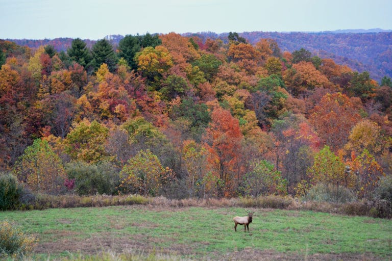 buchanan county