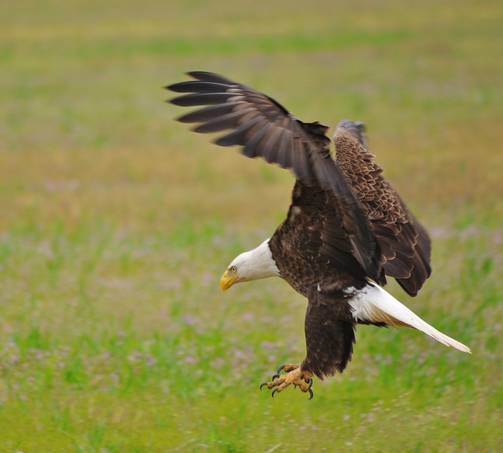 Bald Eagle at Mason Neck State Park