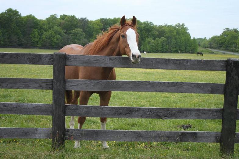 mason neck stables at meadowood