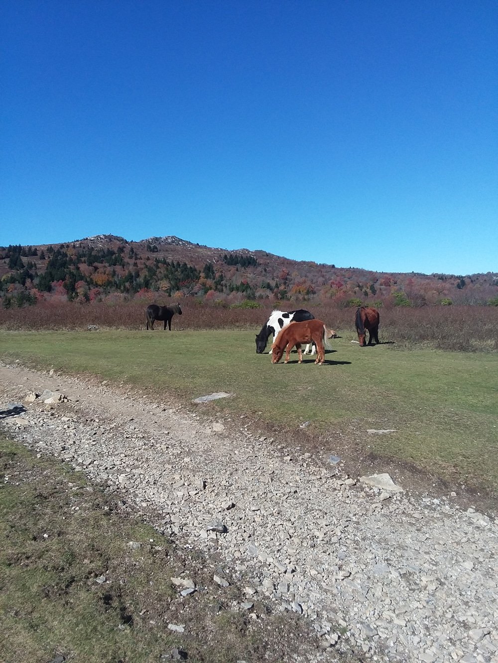 Wild Ponies in Grayson Highlands