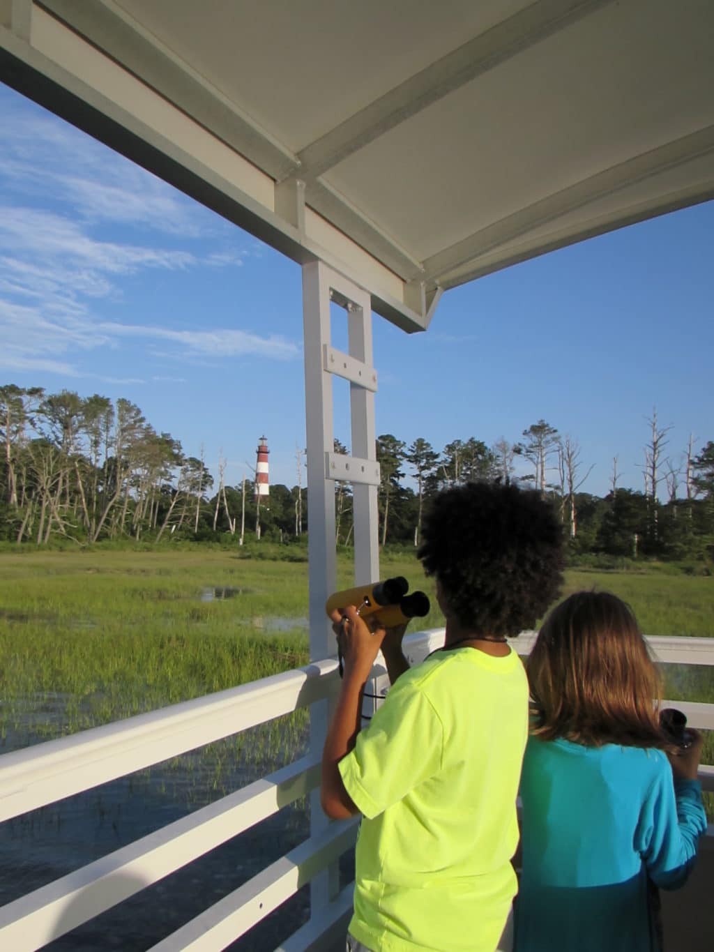 wildlife watching chincoteague