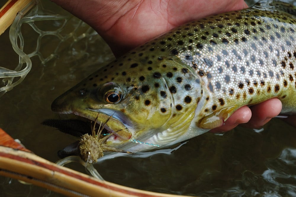 Guide to Catching Aggressive Fall Brown Trout